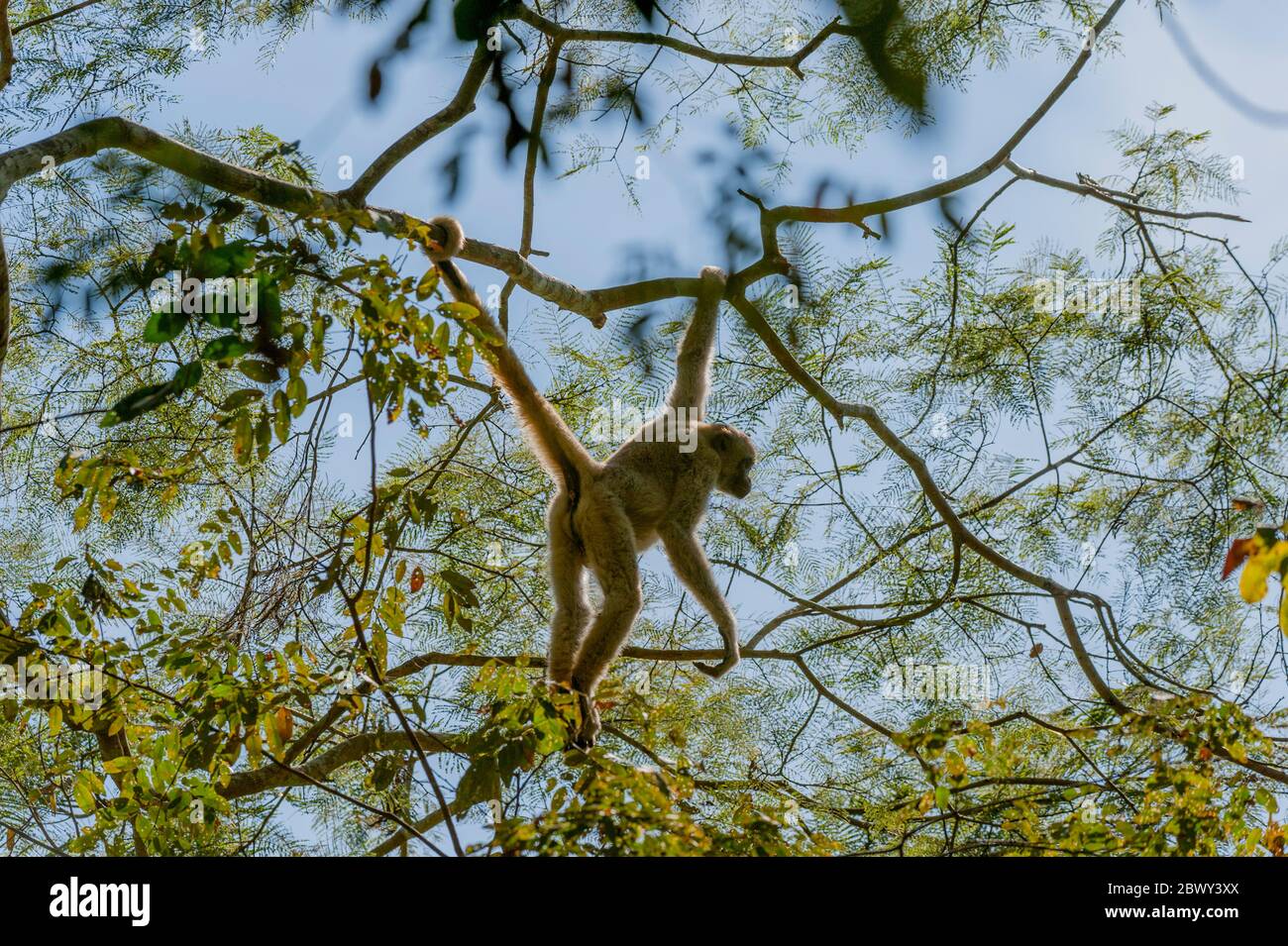 Ein nördlicher Muriqui-Affe (Brachyteles hypoxanthus) ist eine bedrohte (wollige Spinnenaffen) Art hier im atlantischen Regenwald im Karatinga B Stockfoto