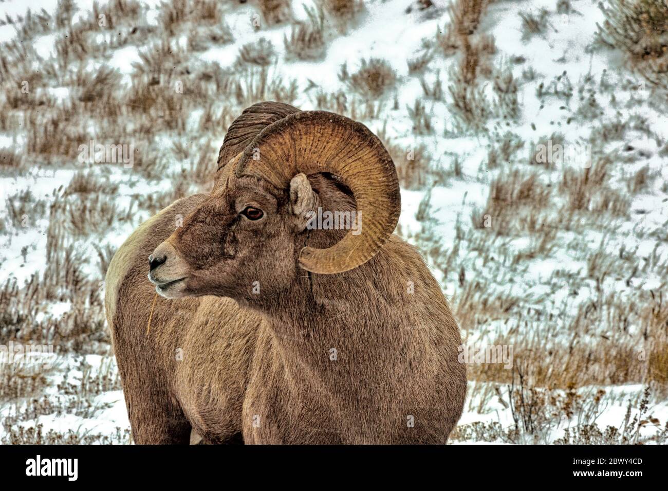 Bighorn RAM genommen bei Miller Butte auf der National Elk Refuge in Jackson Wyoming Stockfoto