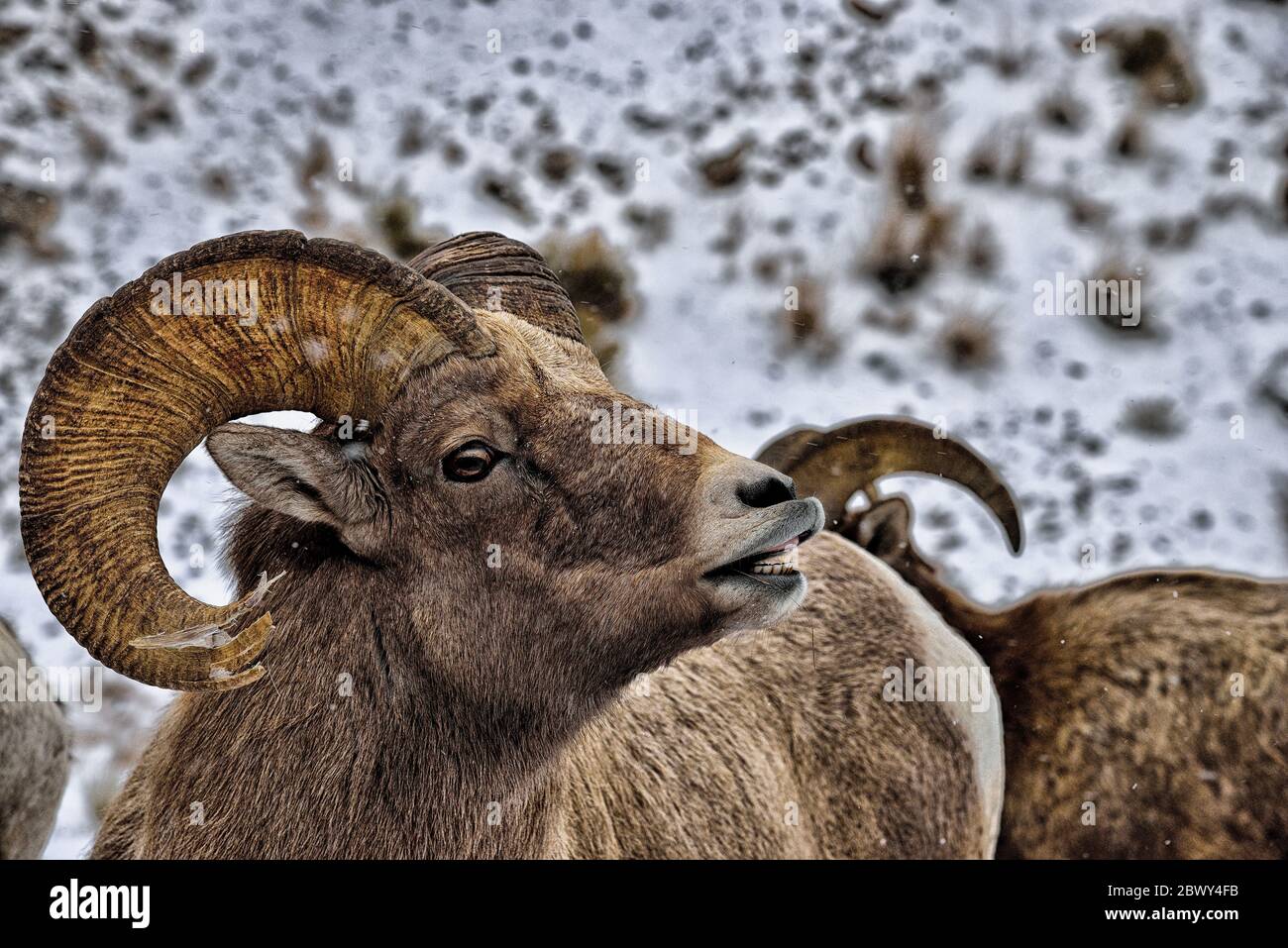 Bighorn RAM genommen bei Miller Butte auf der National Elk Refuge in Jackson Wyoming Stockfoto