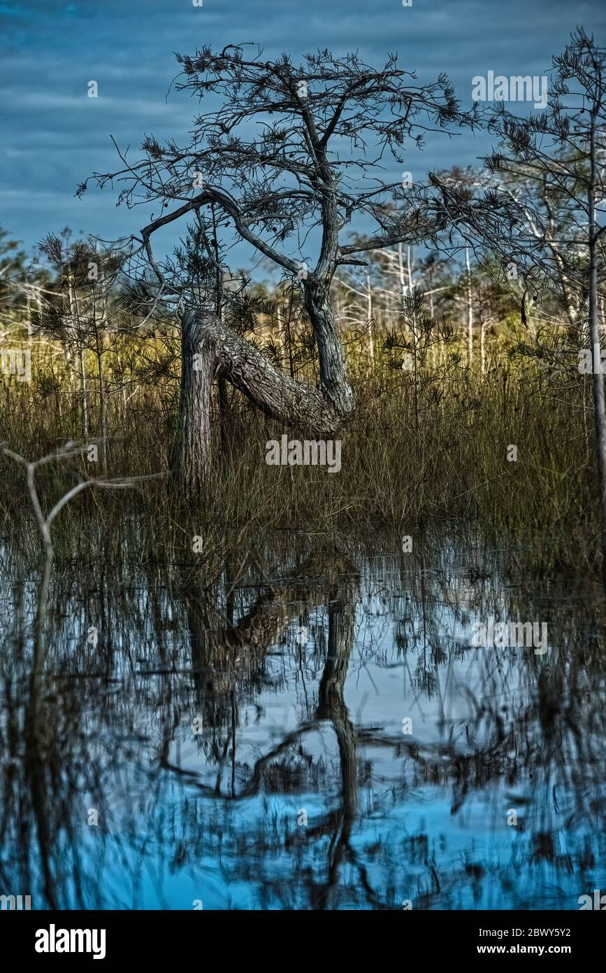 Der 'Z Tree' im ZwergZypressenwald im Everglades National Park Stockfoto
