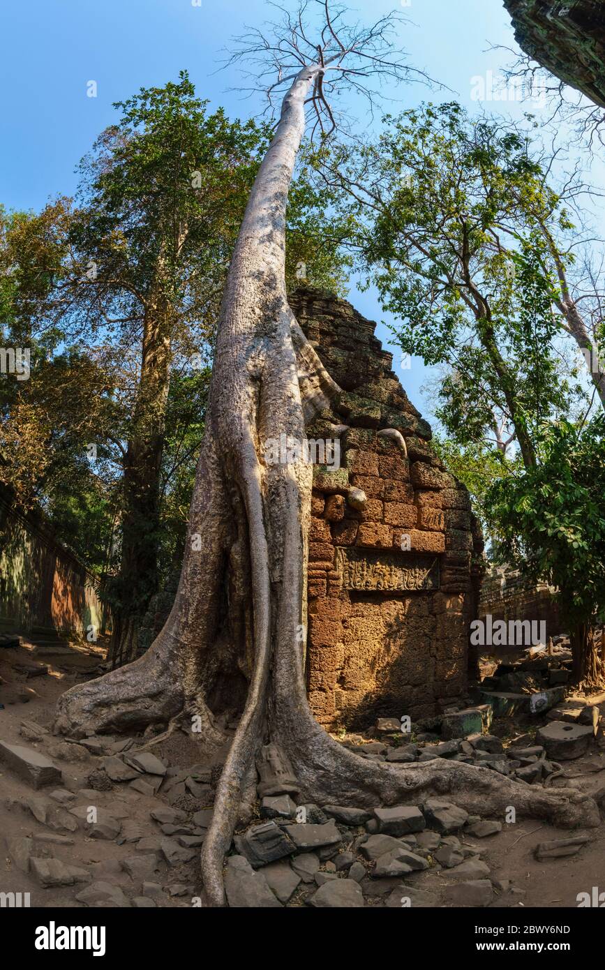 Fischaugenobjektiv-Aufnahme bei Ta Prohm und Struglerfeigenbaum in Siem Reap, Kambodscha Stockfoto