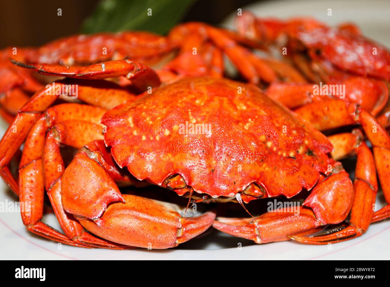 Nahaufnahme gekochte rote Krabben, selektiver Fokus, Meeresfrüchte Stockfoto