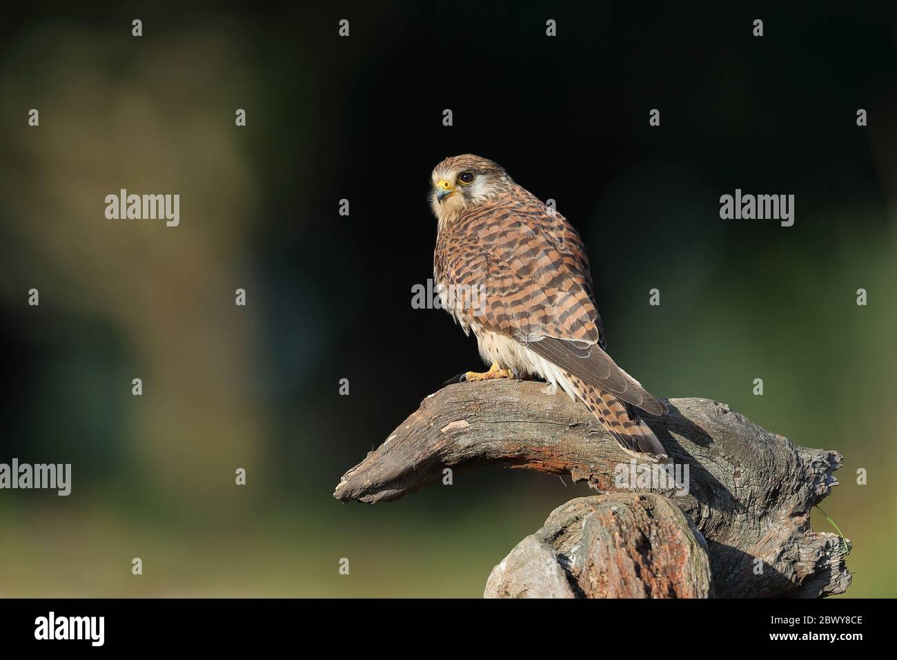 Der Turmfalke ist ein Raubvogel Arten, die zu der Turmfalke Gruppe der Falcon Familie Falconidae. Stockfoto