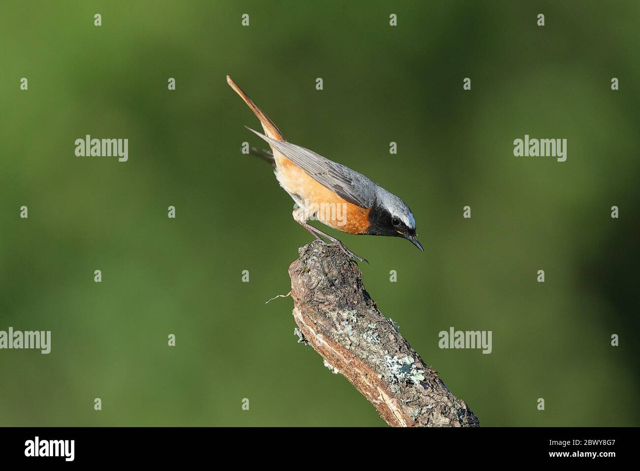 Ein gemeinsamer Rotstart auf einem thronenden. Stockfoto