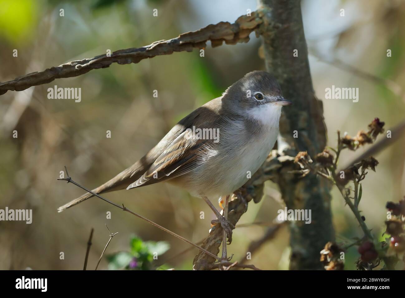 Der gewöhnliche Weißkehlkopf ist ein häufiger und weit verbreiteter typischer Waldsänger, der in ganz Europa und in weiten Teilen des gemäßigten Westasiens brütet. Stockfoto