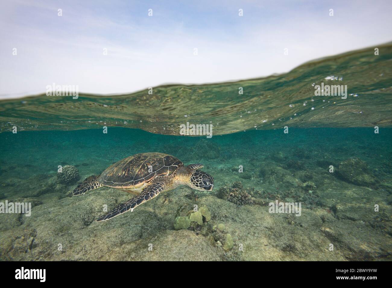 Grüne Meeresschildkröte oder Honu, Chelonia mydas, Kahalu'U Beach Park, Keauhou, Kona, Hawaii, USA ( Zentral Pazifik ) Stockfoto