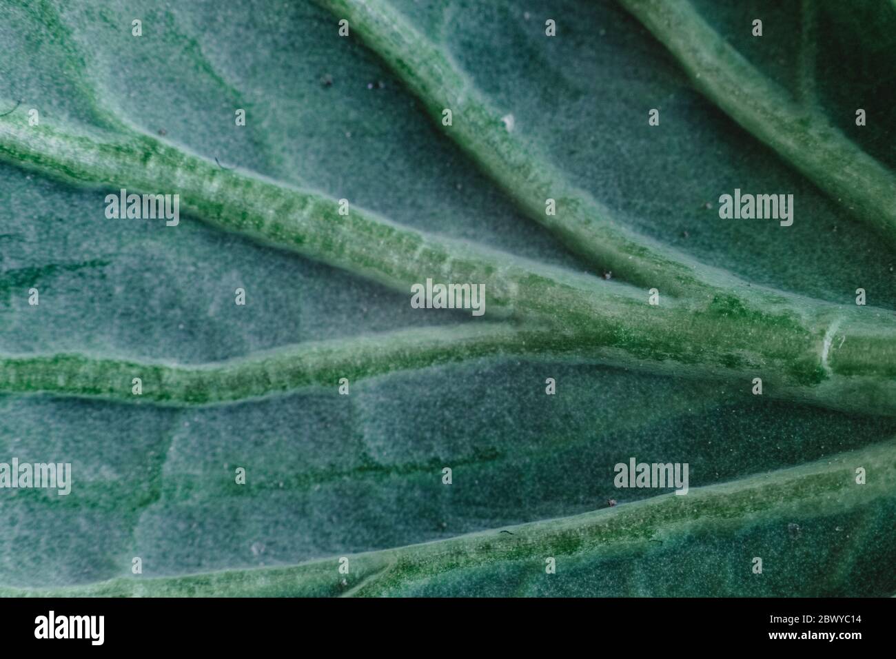 Frisches wirsing-Kohlblatt als Textur. Makrowinkel Stockfoto