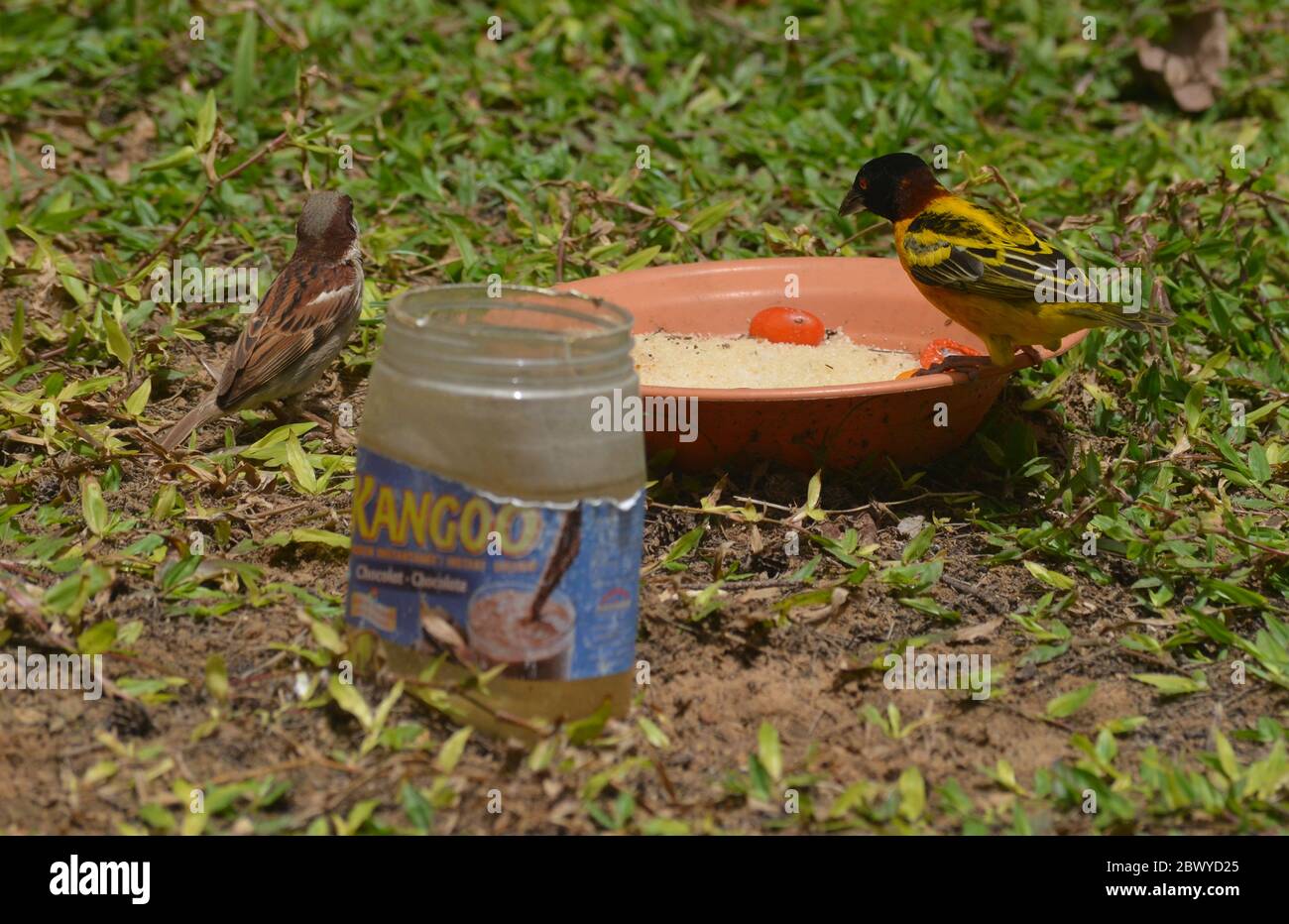 Männlicher Tisserin Gendarm oder Dorfweber (Ploceus cuccullatus) und Haussperling (Passer domesticus) in einem Stadtgarten in Dakar, Senegal Stockfoto