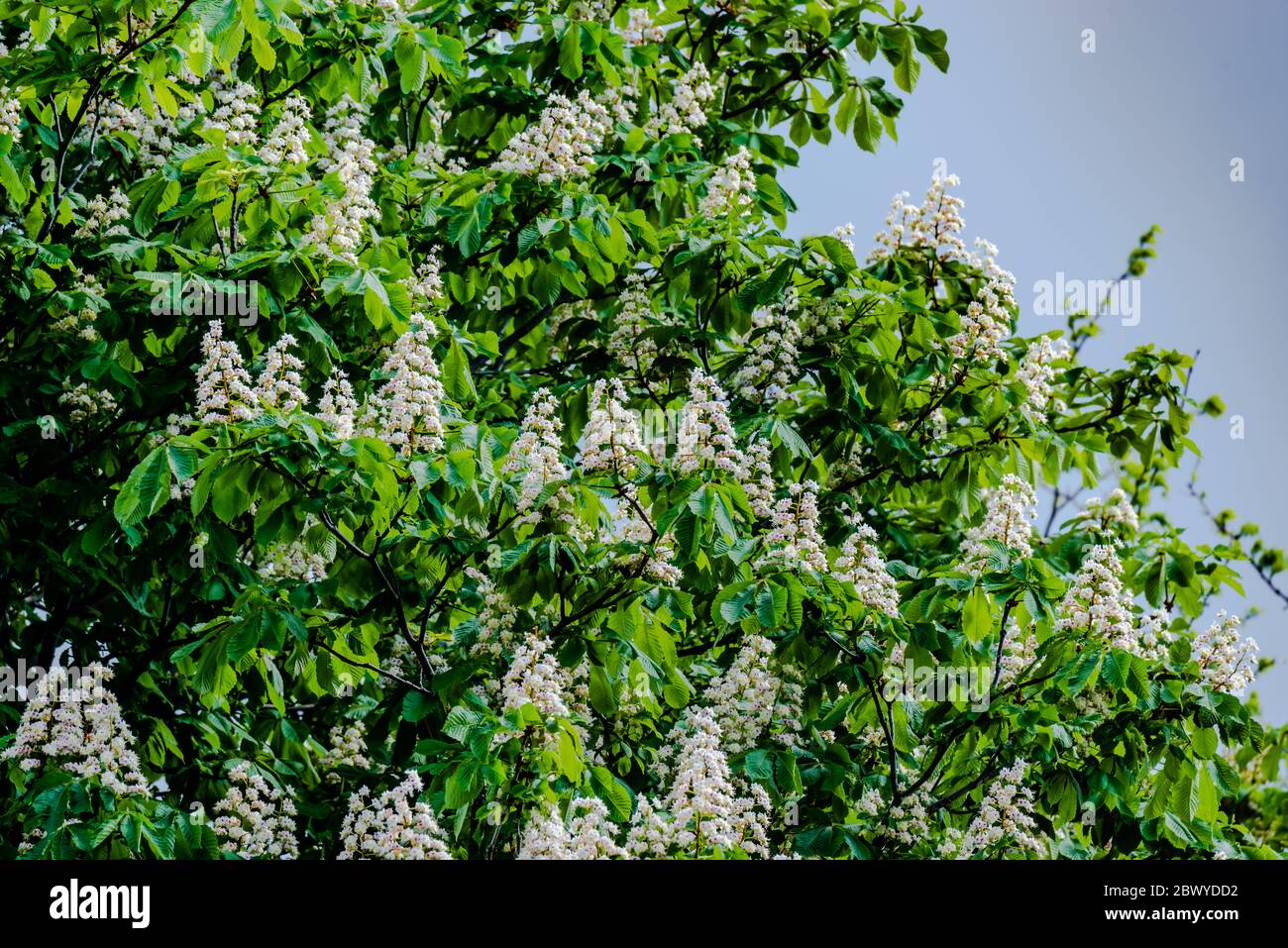 Pferd Kastanie Blume im Frühling Stockfoto