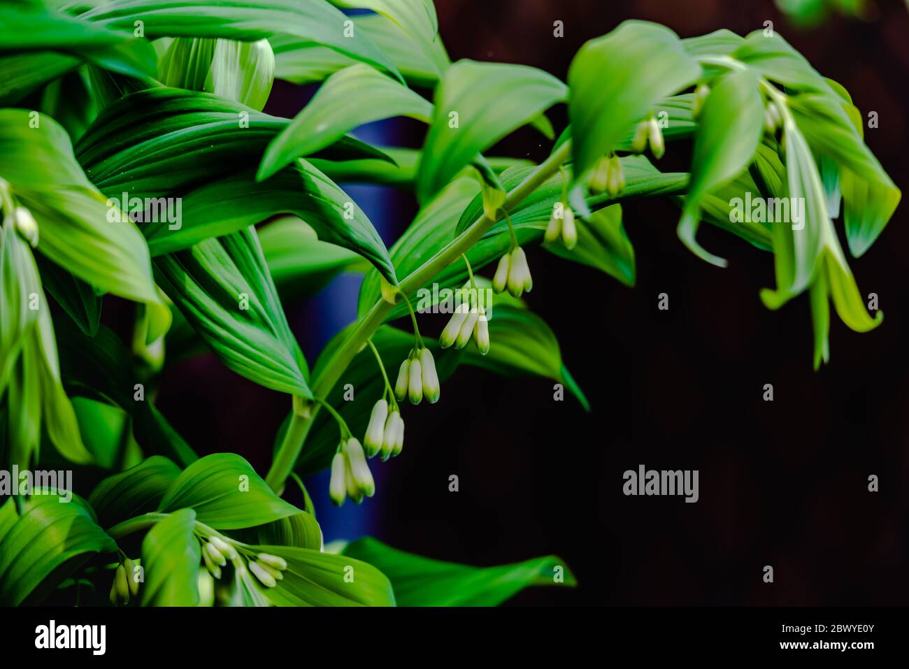 Verschiedene Gartenblumen im Frühling Stockfoto