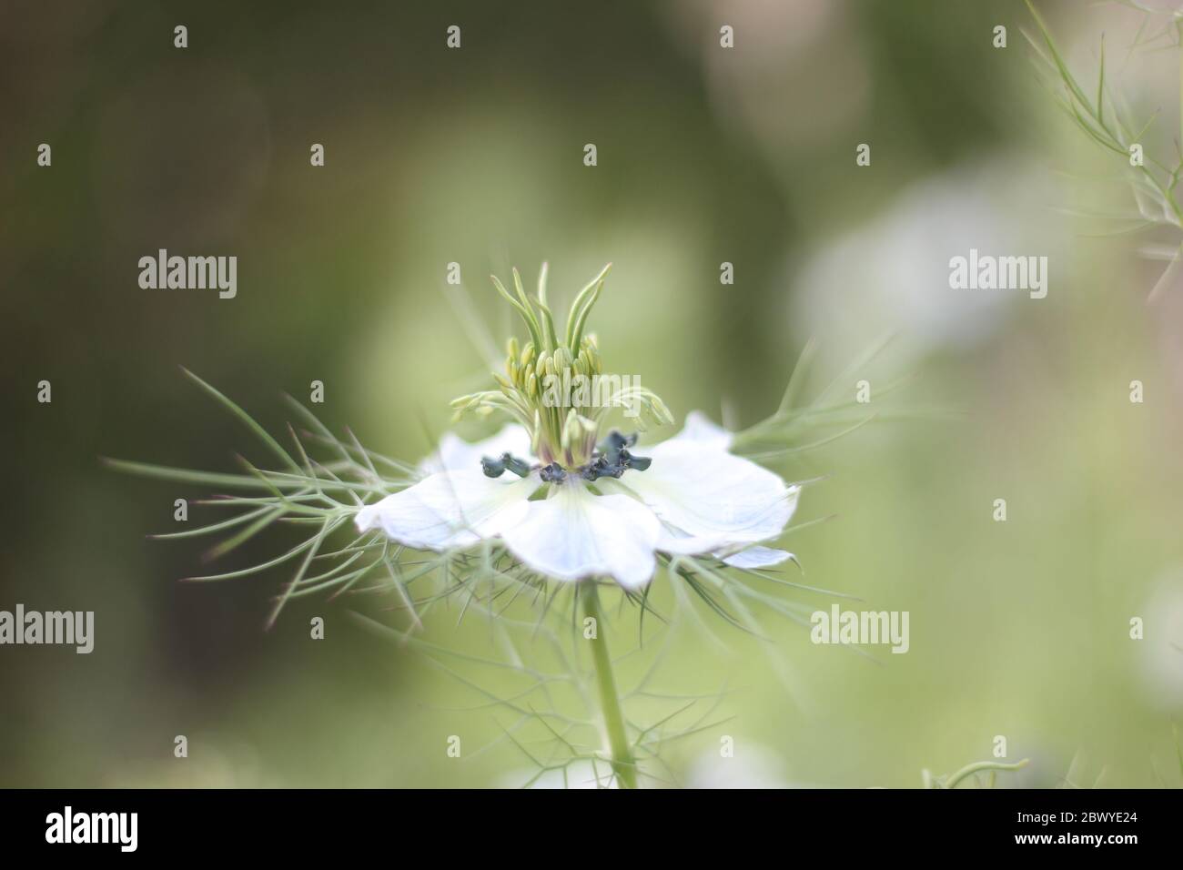 Weiße Damastrose, Blütenkopf, Nigella damascena, isoliert vor verschwommenem Hintergrund Stockfoto