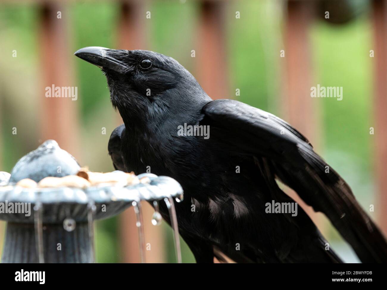Vogel am brunnen Fotos und Bildmaterial in hoher Auflösung Alamy