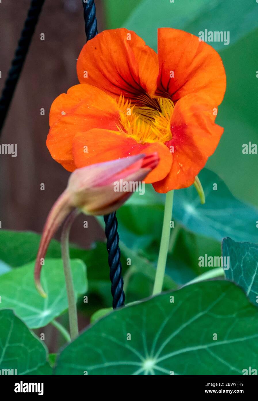 Orangenblüte in voller Blüte Stockfoto