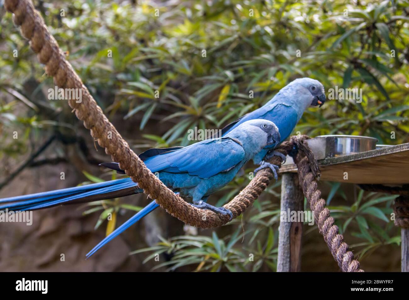 Der Spixara ist ein Ara in Brasilien. Der Vogel ist eine mittelgroße Papagei. Die IUCN Bezug der Spixara wie vermutlich in der Wildnis ausgestorben. Stockfoto