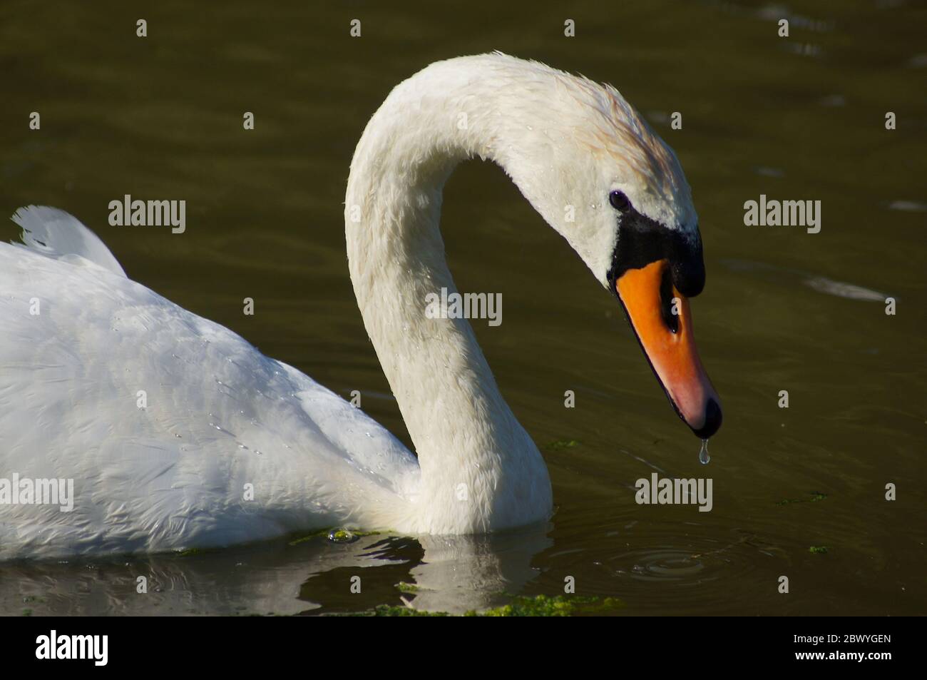 Ein Schwan, der an einem sonnigen Abend im Wasser füttert Stockfoto Ein Schwan, der an einem sonnigen Abend im Wasser füttert Stockfoto