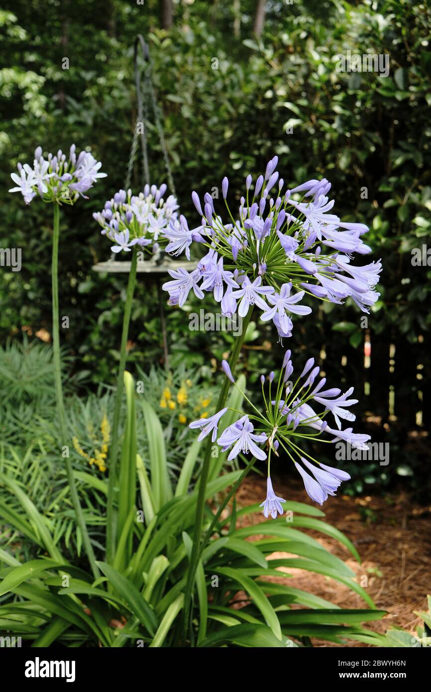 Blau oder lila Agapanthus praecox oder Lilie des Nils Pflanzen wachsen und blühen in einem Hausgarten in Alabama, USA. Stockfoto