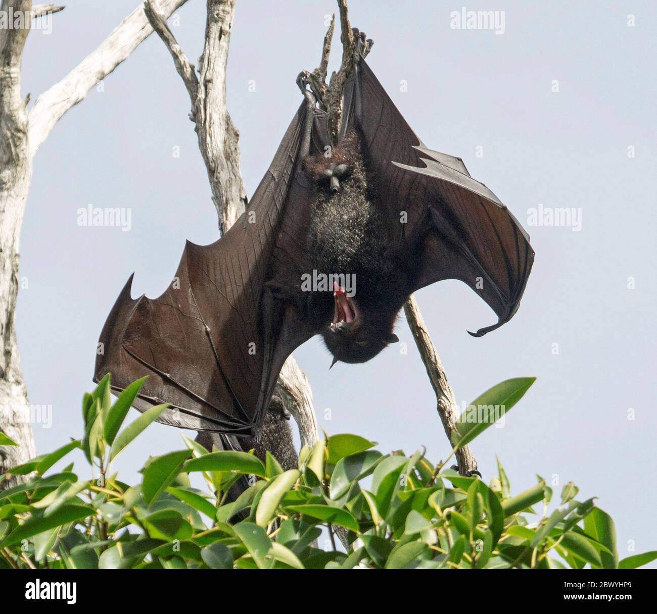 Australischer grauköpfiger Flugfuchs / Fruchtfledermaus, Pteropus poliocephalus, hängt von einem Zweig des Baumes mit ausgestreckten Flügeln und offenem Mund Stockfoto