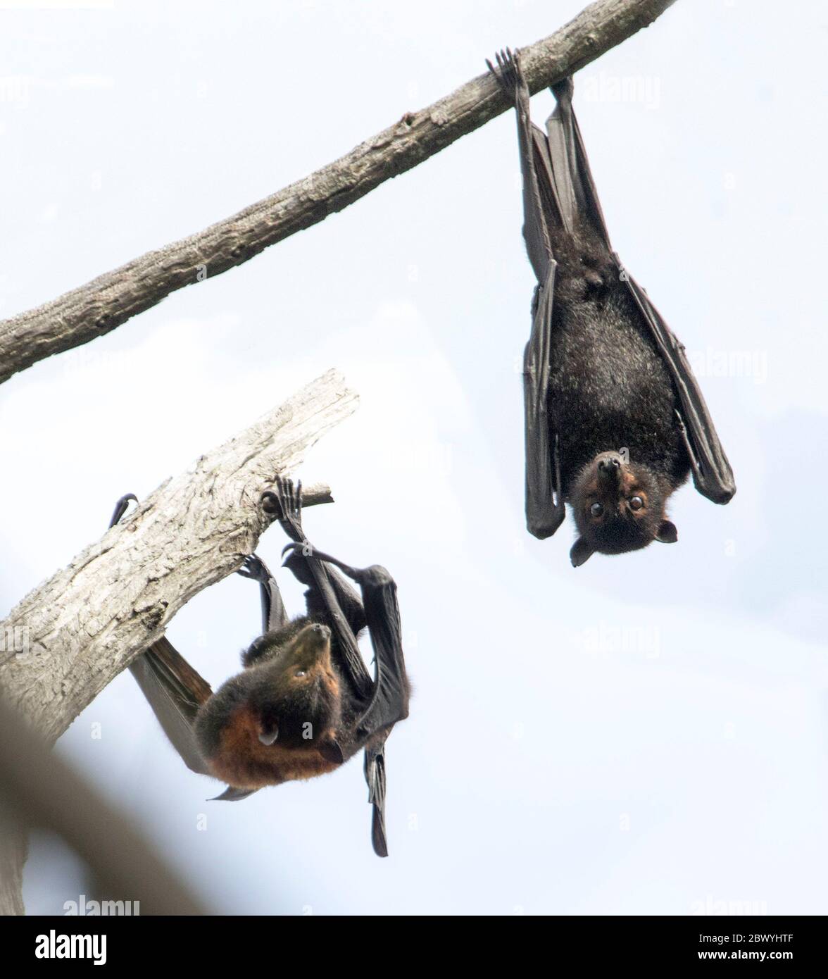 Australische grauköpfige Flughunde / Flughunde, Pteropus poliocephalus, hängen von Zweig des Baumes und vor dem Hintergrund des hellen Himmels Stockfoto