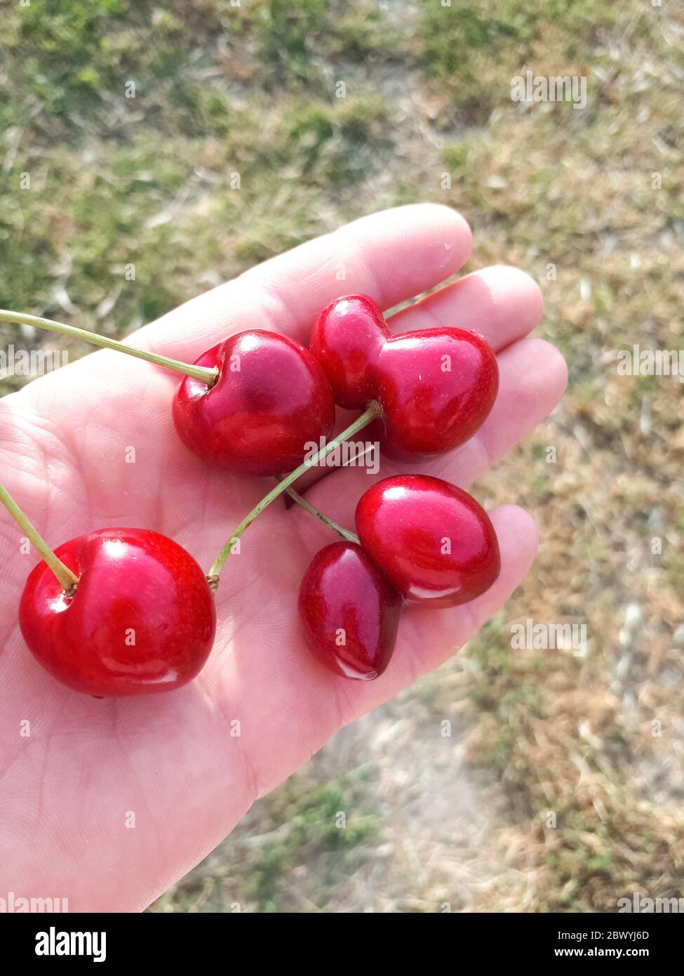 Süße Kirschenbeeren in den Händen der Frau, die sie gesammelt. Stockfoto