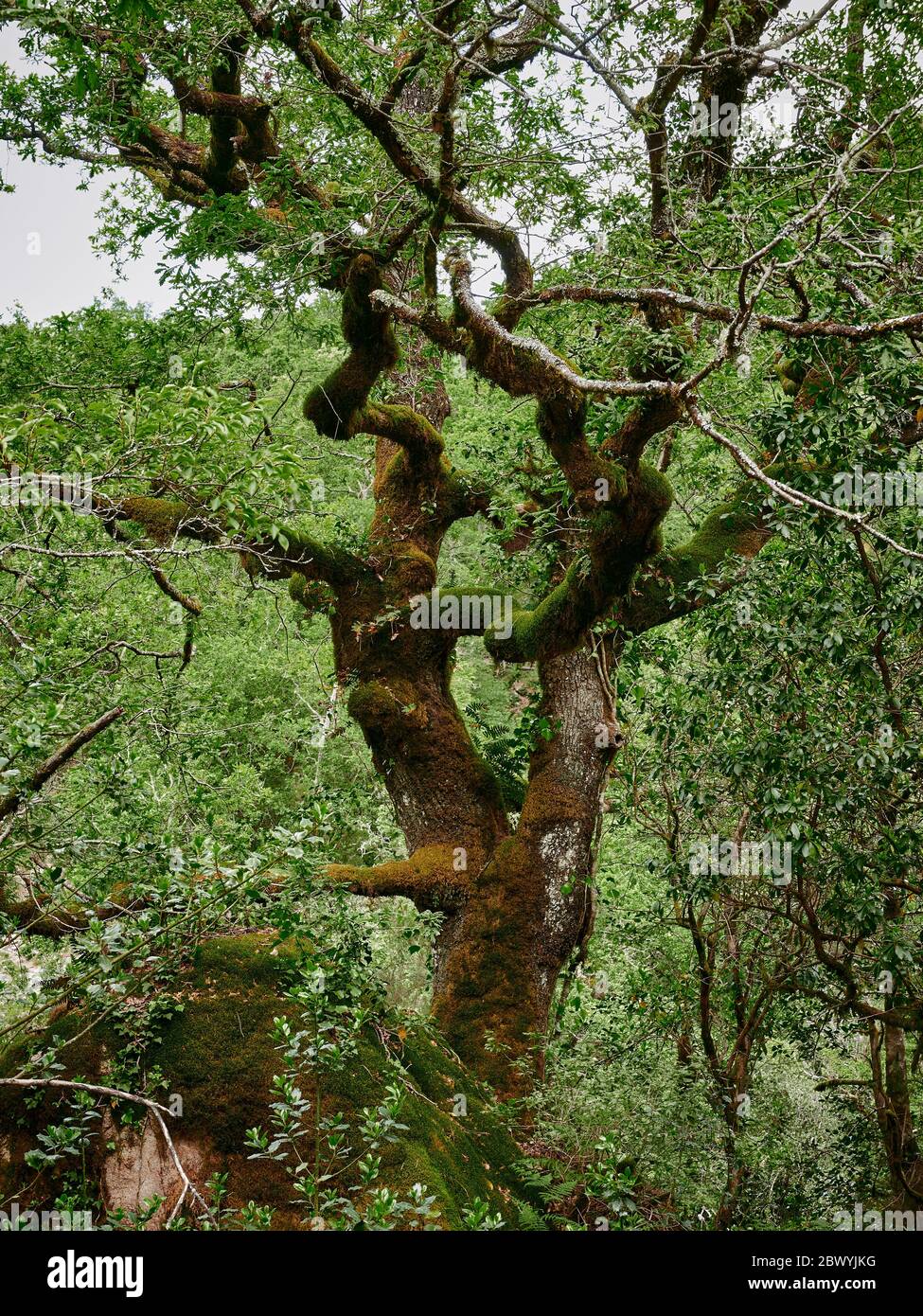 Mata de albergaria Wald im Frühling mit grünen Bäumen und braunen Blättern auf dem Boden Stockfoto