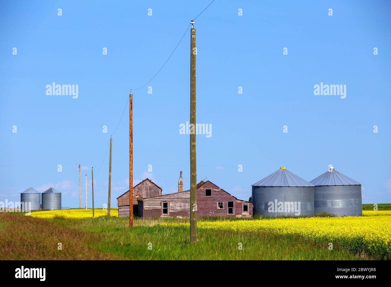 Typische Landschaft der gelben Rapsfeld in Blüte mit landwirtschaftlichen Geräten Lagercontainer in den kanadischen Prärien Provinzen Alberta und SAS Stockfoto