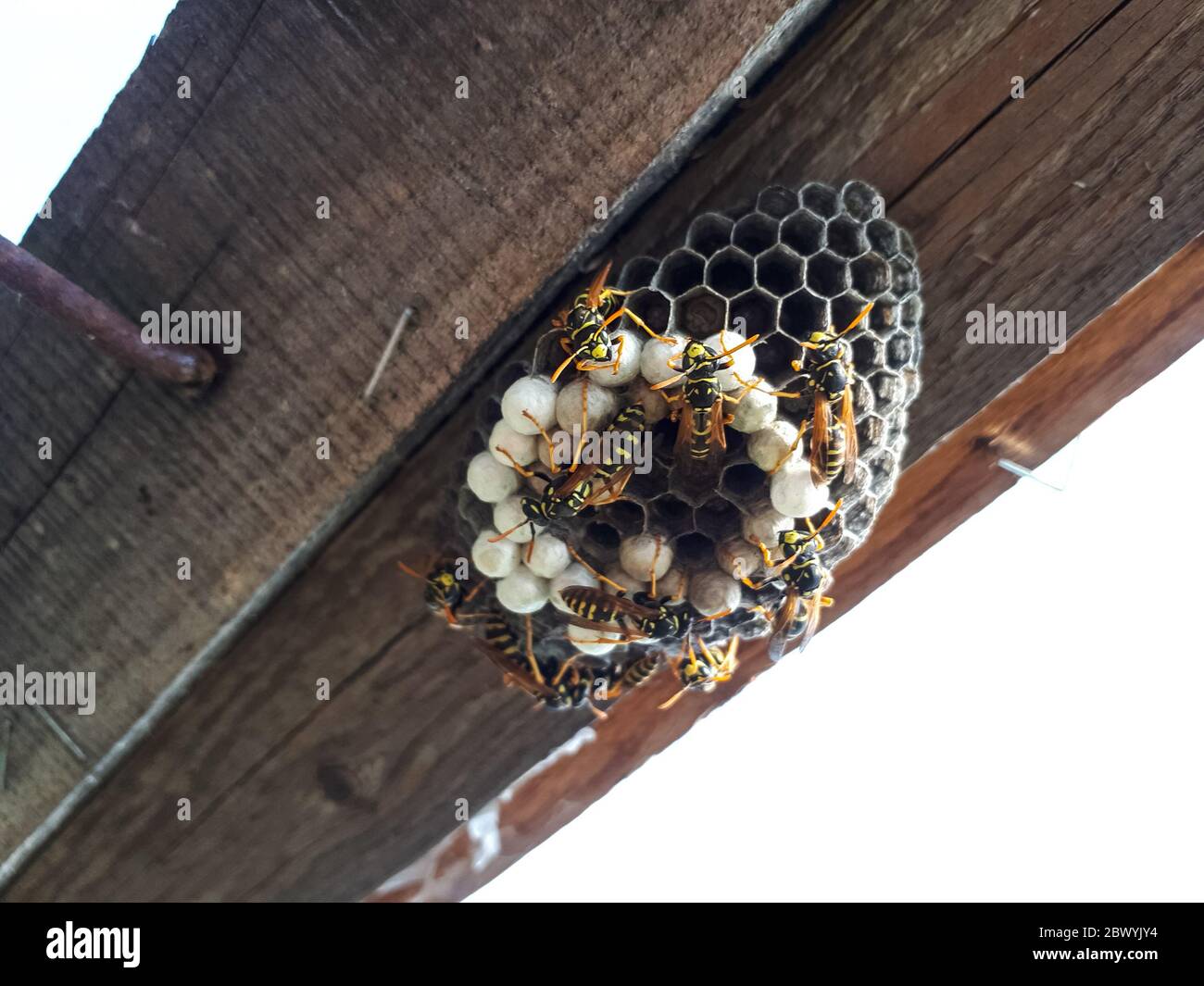 Wasp Nest Under Roof Stockfotos Und Bilder Kaufen Alamy