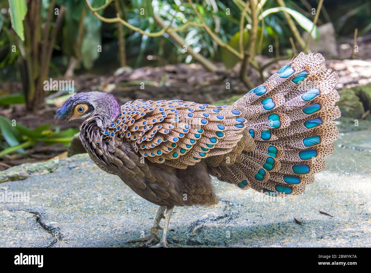 Der Malayische Pfauenfasan (Polyplectron malacense) ist ein mittelgroßer Fasan der Galliform Familie Phasianidae. Stockfoto