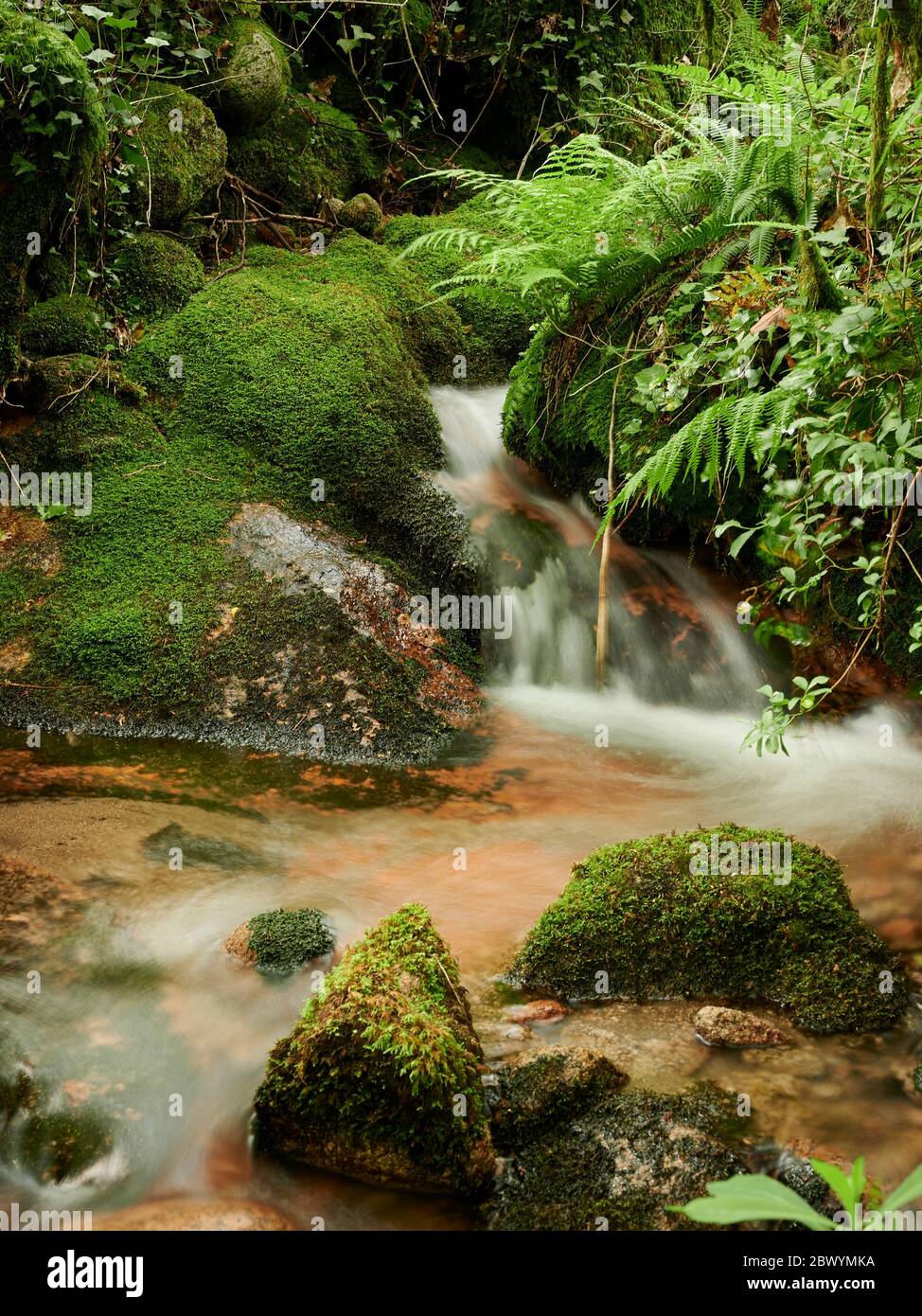 Wasserfall im Wald von Mata de Albergaria, gerês Stockfoto