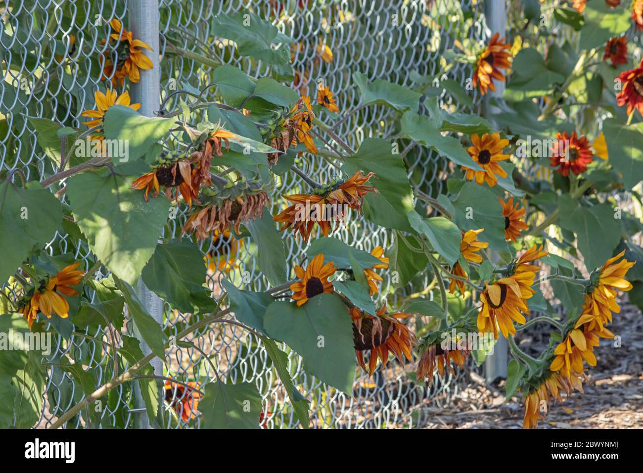Sonnenblumen in voller Blüte unter einem strahlend blauen Himmel mit flauschigen weißen Wolken Stockfoto