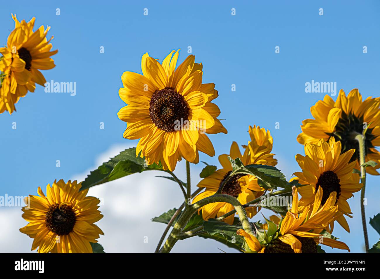 Sonnenblumen in voller Blüte unter einem strahlend blauen Himmel mit flauschigen weißen Wolken Stockfoto