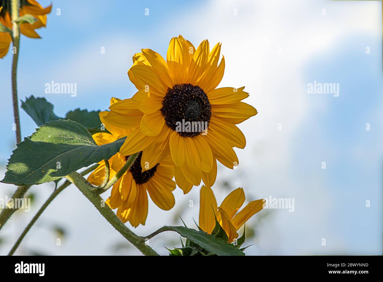 Sonnenblumen in voller Blüte unter einem strahlend blauen Himmel mit flauschigen weißen Wolken Stockfoto