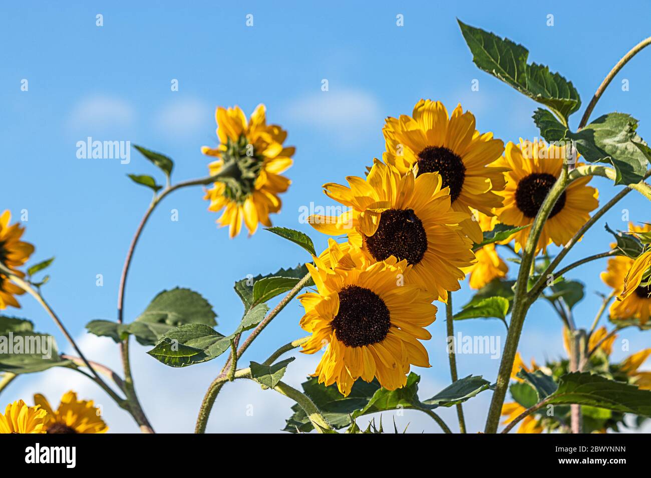 Sonnenblumen in voller Blüte unter einem strahlend blauen Himmel mit flauschigen weißen Wolken Stockfoto