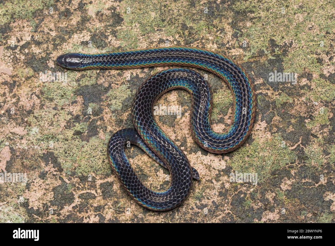 Detailbild von Shiny Schmidts Schilfschlange von Borneo, Beautiful Snake Stockfoto
