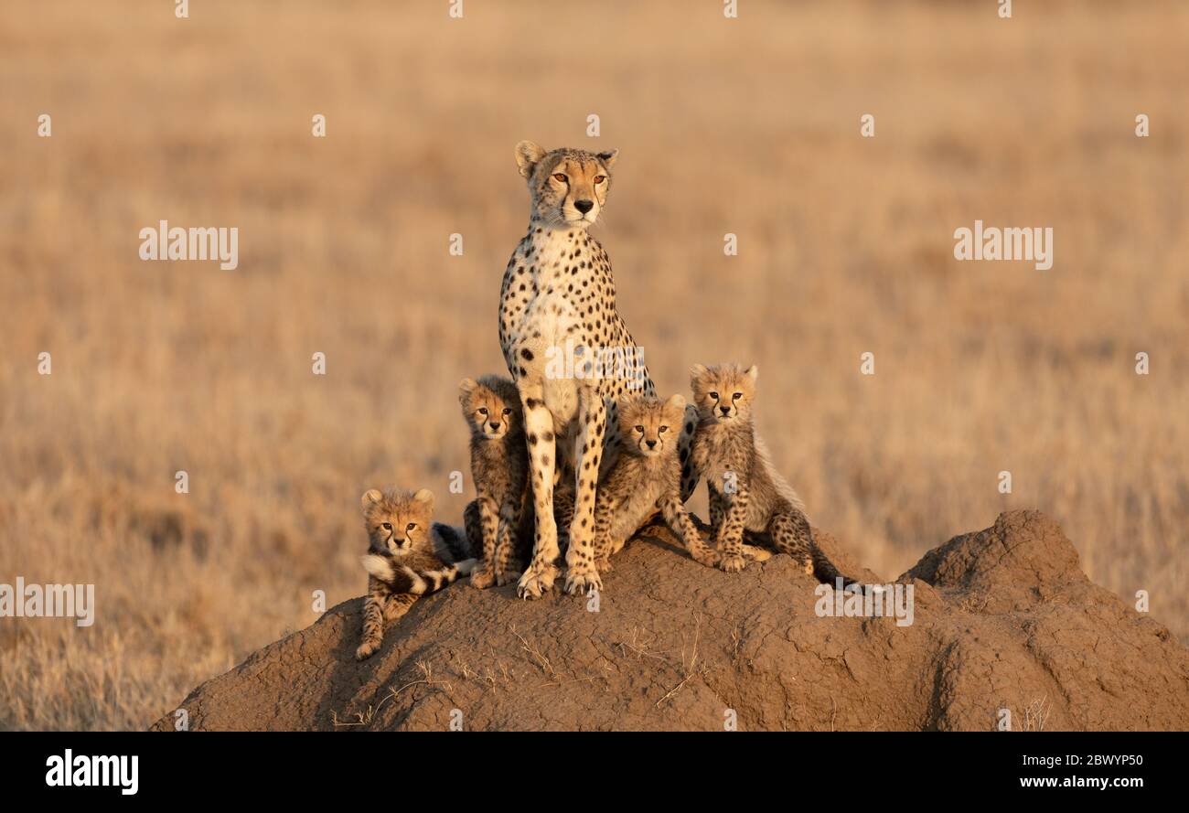 Erwachsene Gepardenin mit ihren vier kleinen Jungen auf einem Termitenhügel im Serengeti Nationalpark Tansania Stockfoto