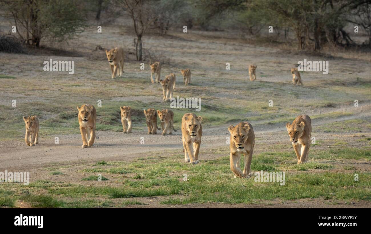Großer Stolz der afrikanischen Löwen, die gemeinsam in Ndutu Tansania unterwegs sind Stockfoto