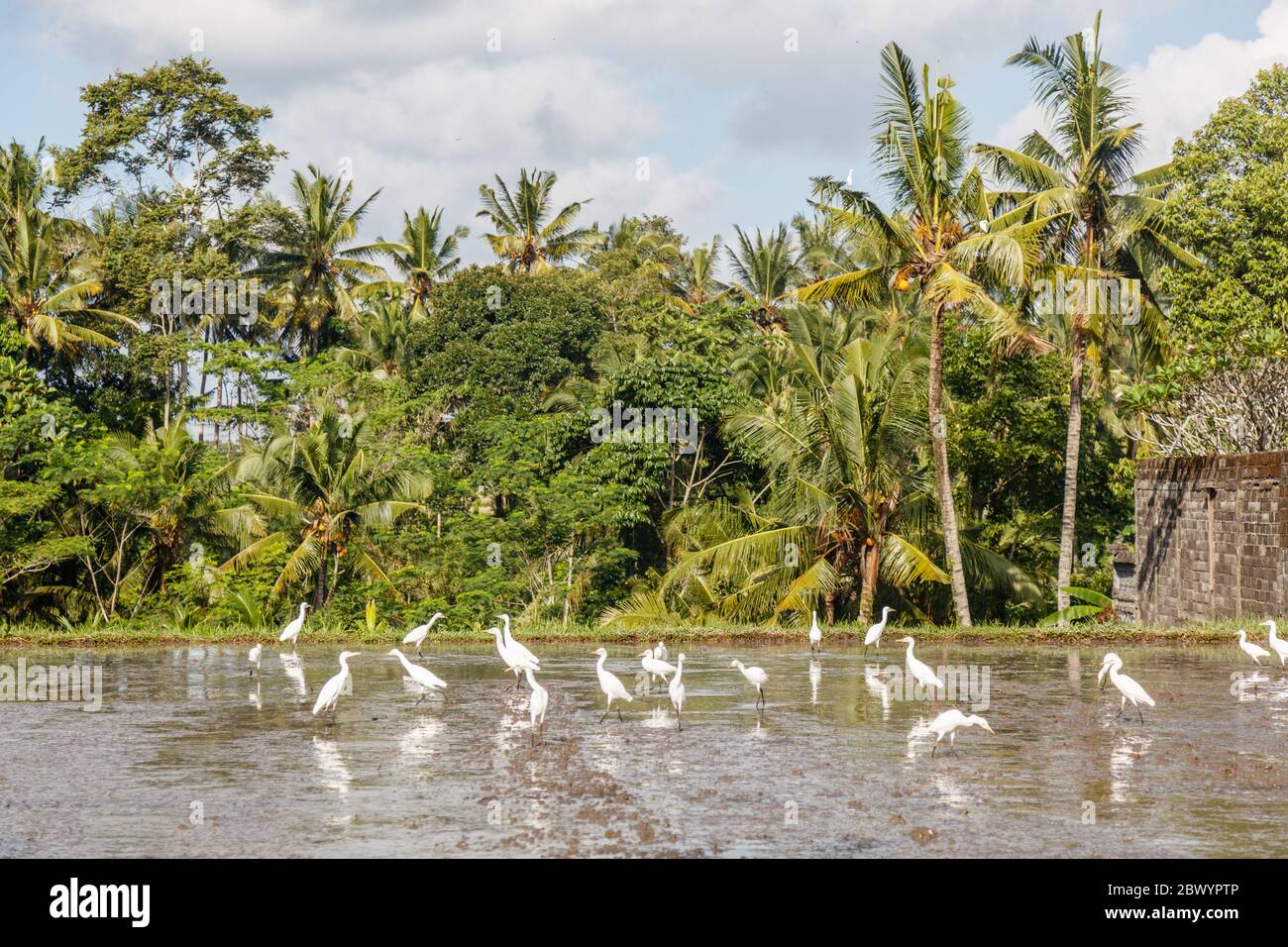 Weiße Reiher füttern in einem überfluteten Reisfeld. Ländliche Landschaft. Gianyar, Bali, Indonesien Stockfoto