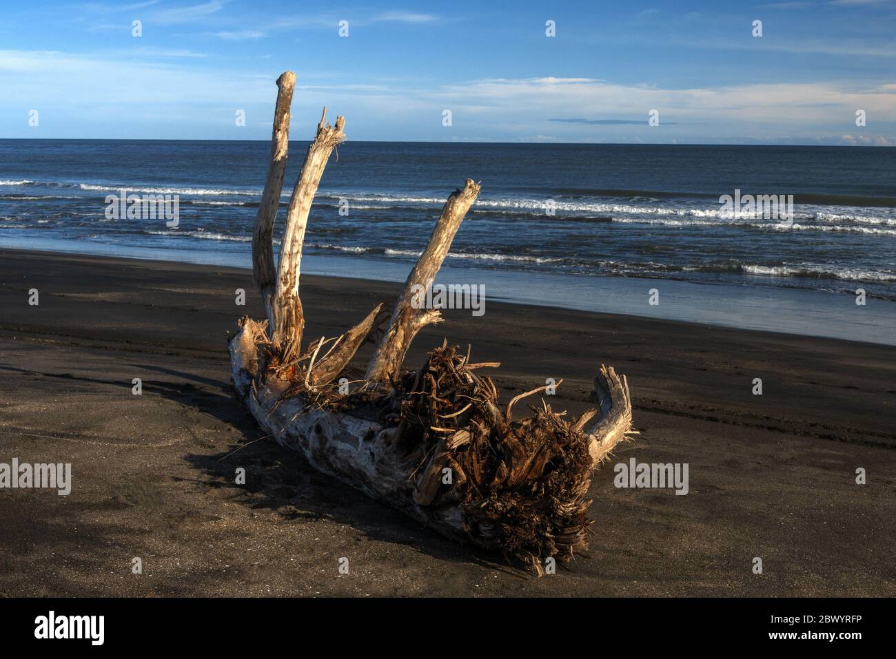 Große Stücke Treibholz von Waldbäumen auf dem schwarzen Eisensand, vulkanischer Strand bei Castlecliff, Whanganui, Neuseeland. Stockfoto