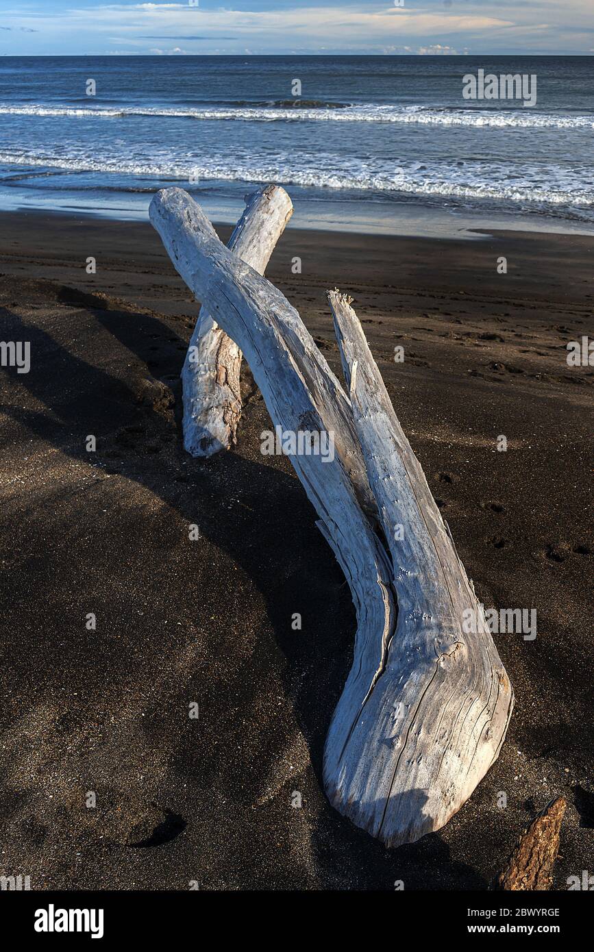 Große Stücke Treibholz von Waldbäumen auf dem schwarzen Eisensand, vulkanischer Strand bei Castlecliff, Whanganui, Neuseeland. Stockfoto