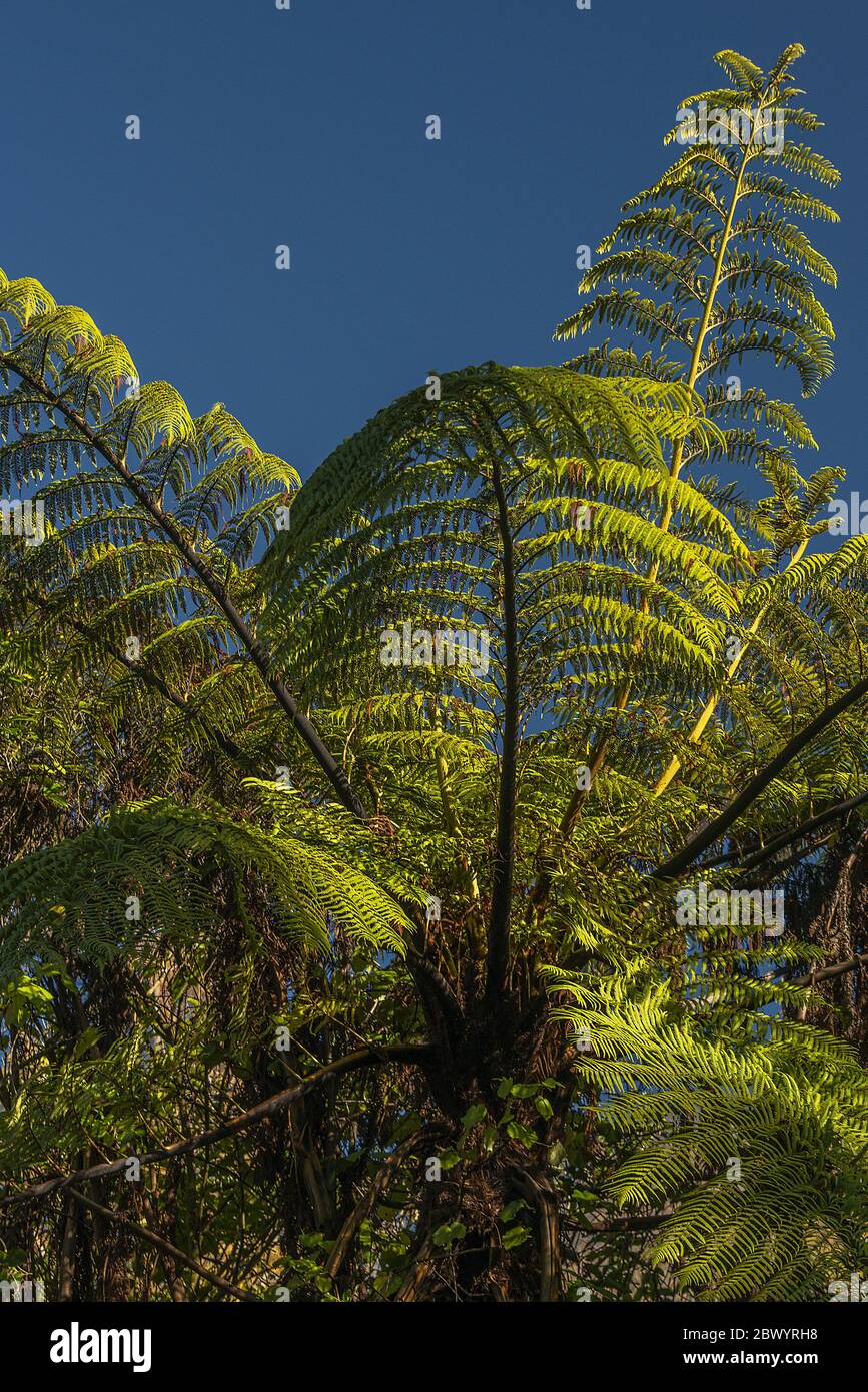 Eine Porträtansicht der Spitze eines neuseeländischen Punga Farn Baumes Stockfoto