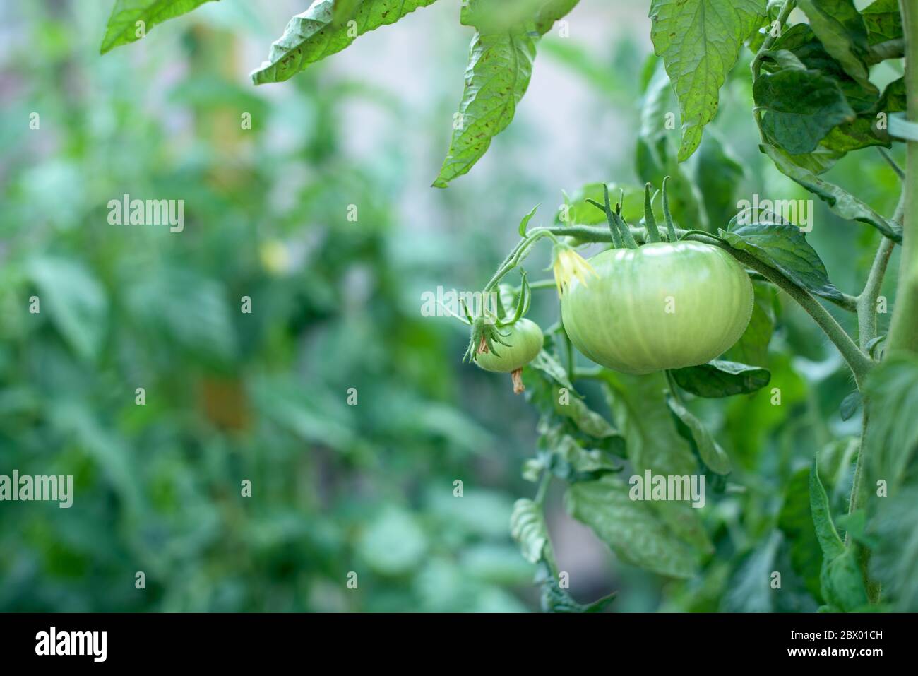 Ein Stängelchen Tomatenpflanze mit zwei grünen Gemüsen und Blüten Stockfoto