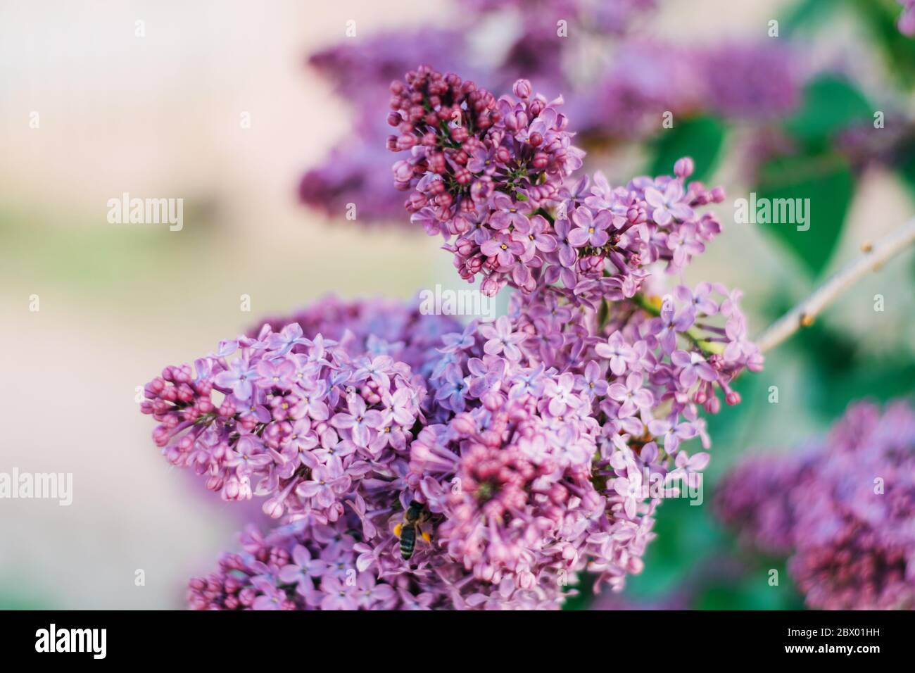 Schöne Fliederblüten blühen im Frühling. Stockfoto