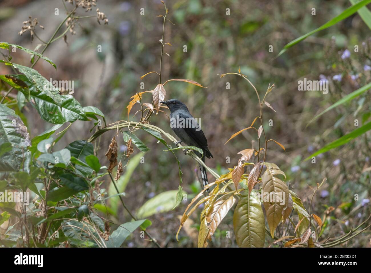 Schwarzflügeliger Kuckoowürger, Coracina melaschistos, Latpanchar, Mahananda Wild Life Sanctuary, Darjeeling, Nordbengalen, Indien Stockfoto