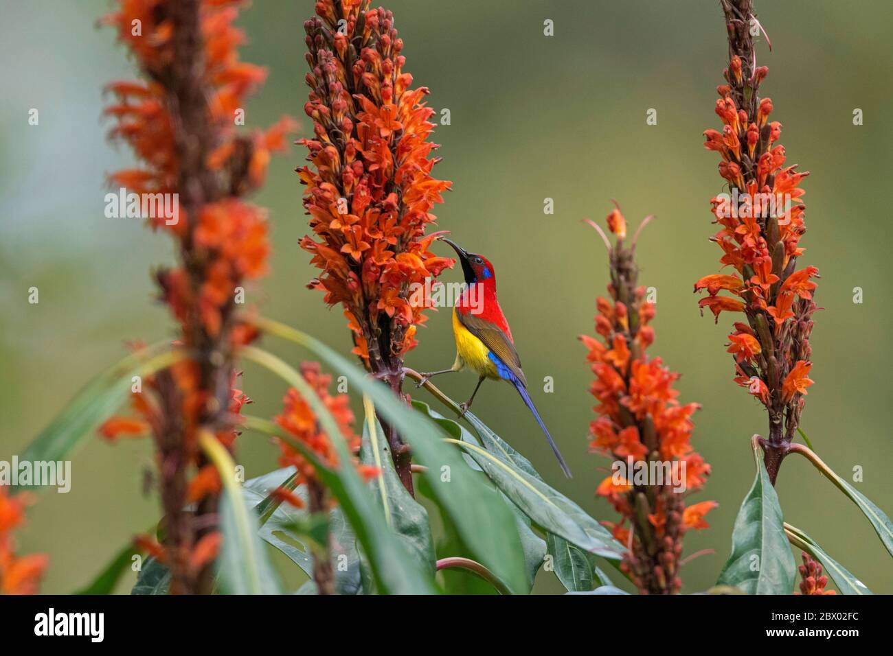 Sonnenvögel, Familie Nectariniidae, Singvögel, Latpanchar, Mahananda Wild Life Sanctuary, Darjeeling, Nordbengalen, Indien Stockfoto