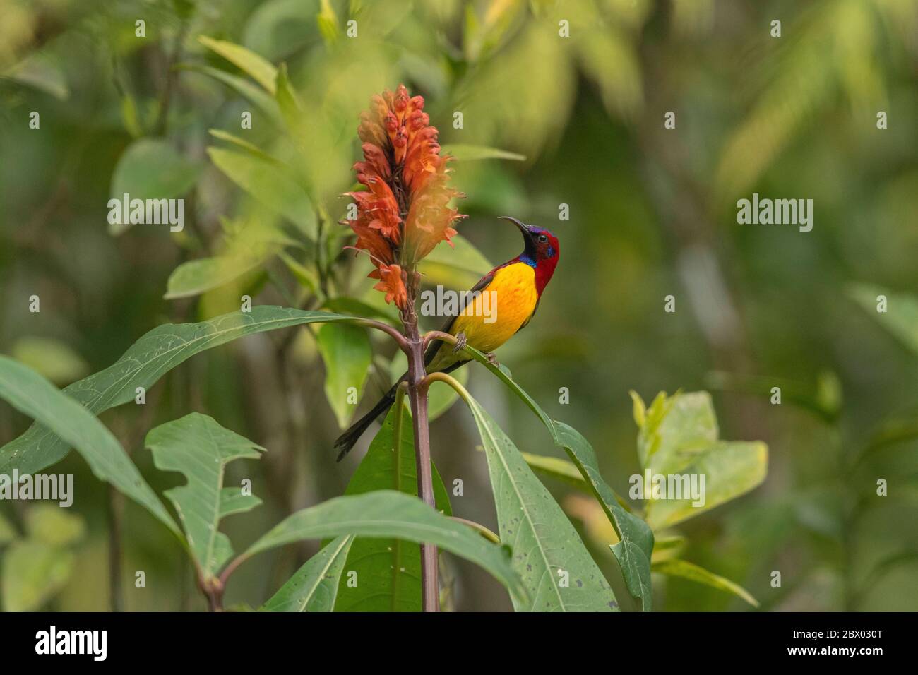 Mrs. Goulds Sonnenvogel, Aethopyga gouldiae, Male, Latpanchar, Mahananda Wild Life Sanctuary, Darjeeling, North Bengal, Indien Stockfoto