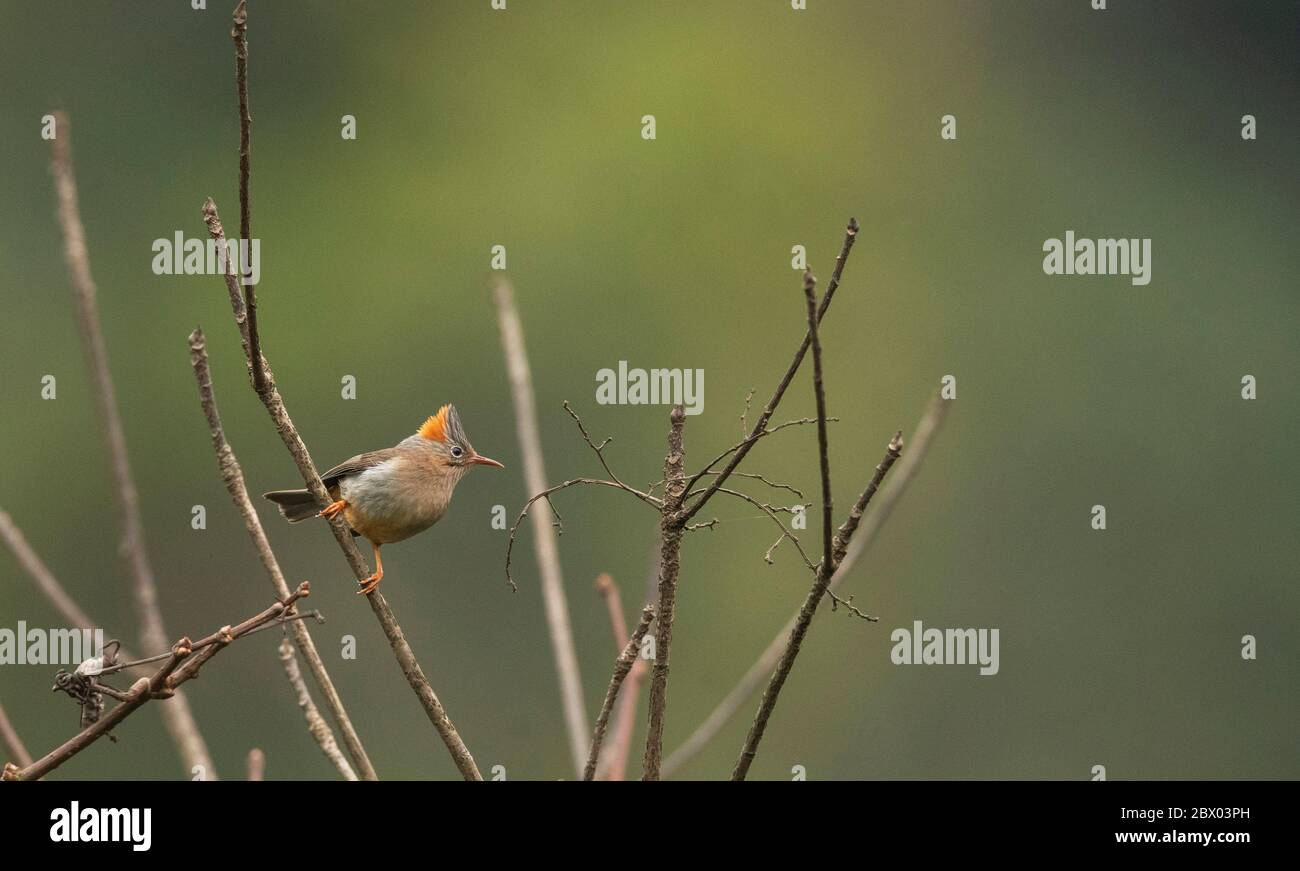 Yuhina, Yuhina occipitalis, Lava, Kalimpong District, West Bengalen, Indien Stockfoto