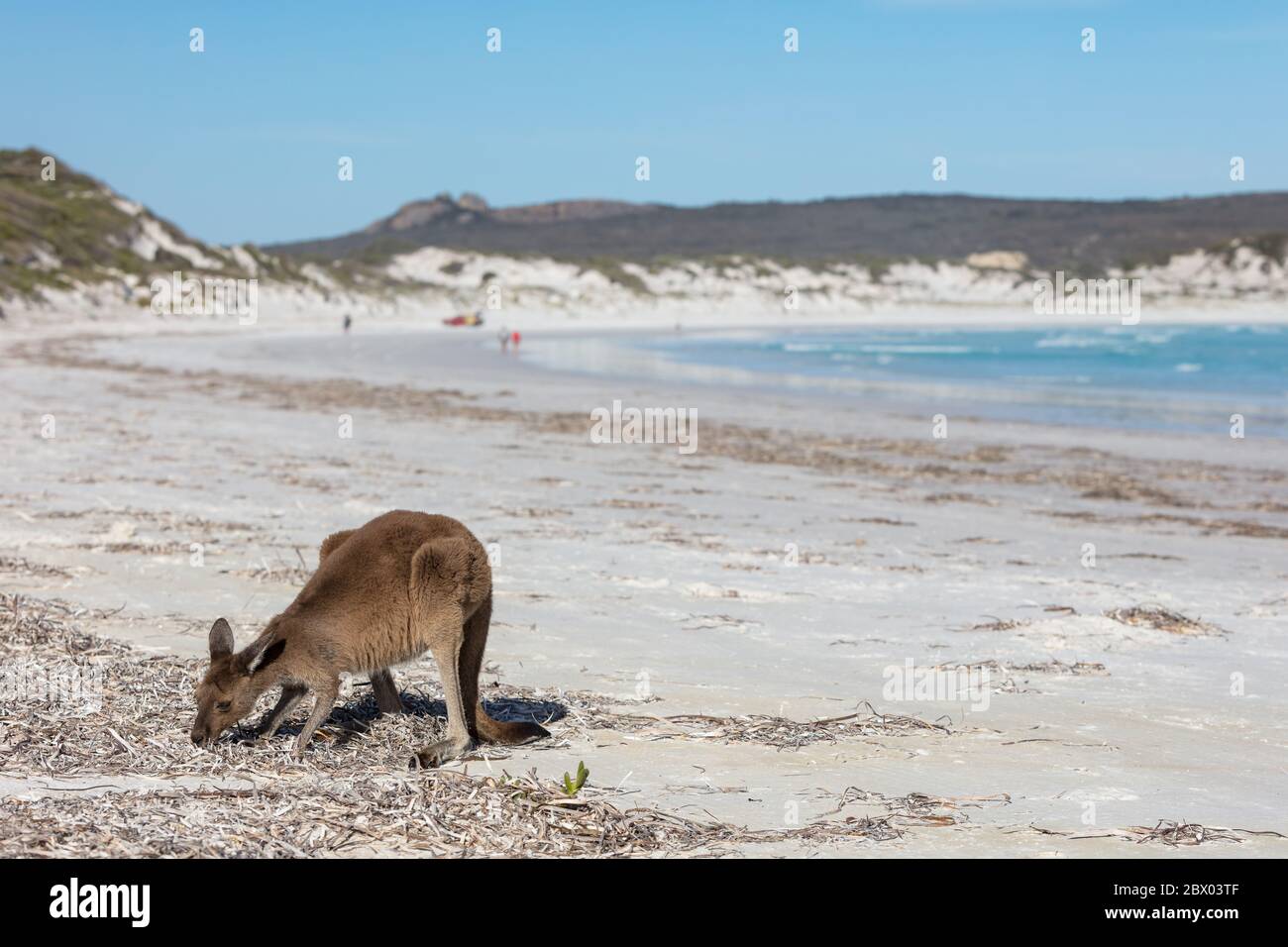 Ein wunderschönes, freundliches Känguru am Strand von Lucky Bay im Cape Le Grand National Park, in der Nähe von Esperance, Westaustralien Stockfoto