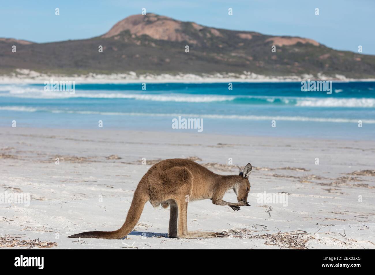 Ein Känguru füttern am Strand von Lucky Bay im Cape Le Grand National Park, in der Nähe von Esperance, Westaustralien Stockfoto