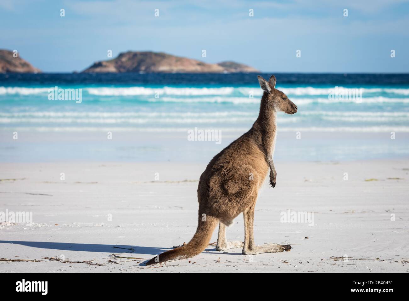 Ein einziges Känguru am Strand von Lucky Bay im Cape Le Grand National Park, in der Nähe von Esperance, Westaustralien Stockfoto
