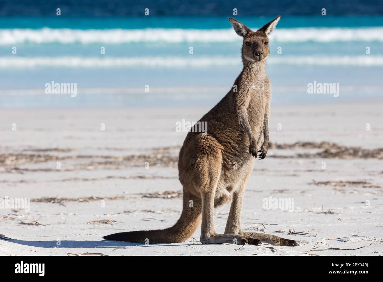 Ein einziges Känguru am Strand von Lucky Bay im Cape Le Grand National Park, in der Nähe von Esperance, Westaustralien Stockfoto