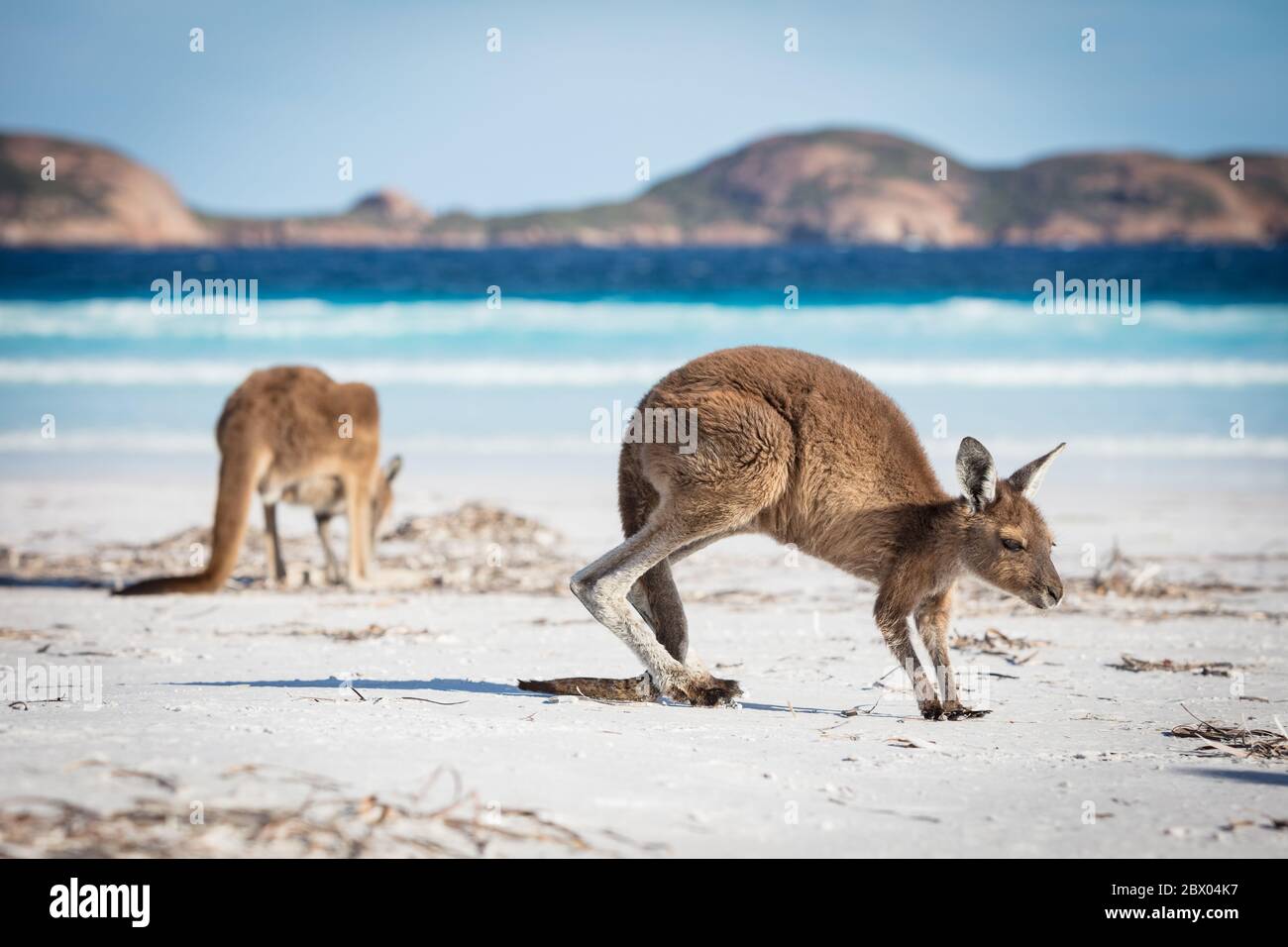 Zwei Kängurus füttern am Strand von Lucky Bay im Cape Le Grand National Park, in der Nähe von Esperance, Westaustralien Stockfoto